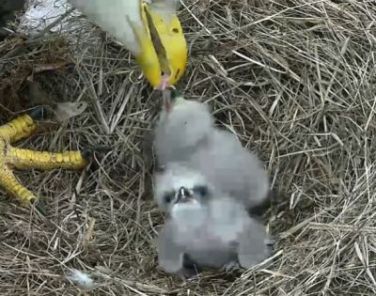 Eaglests Hatched