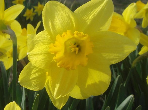 I Love Spring