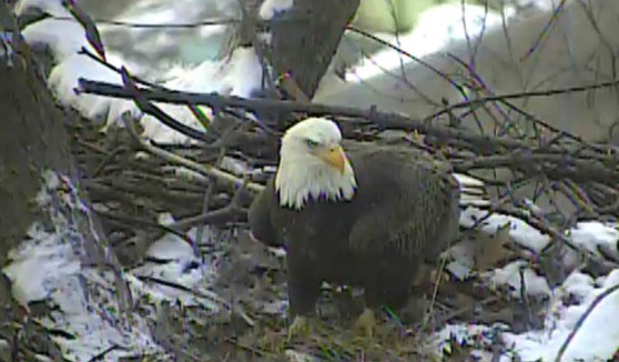 The Eagle Egg Has Landed