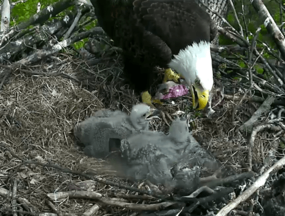 Eaglet Update.png