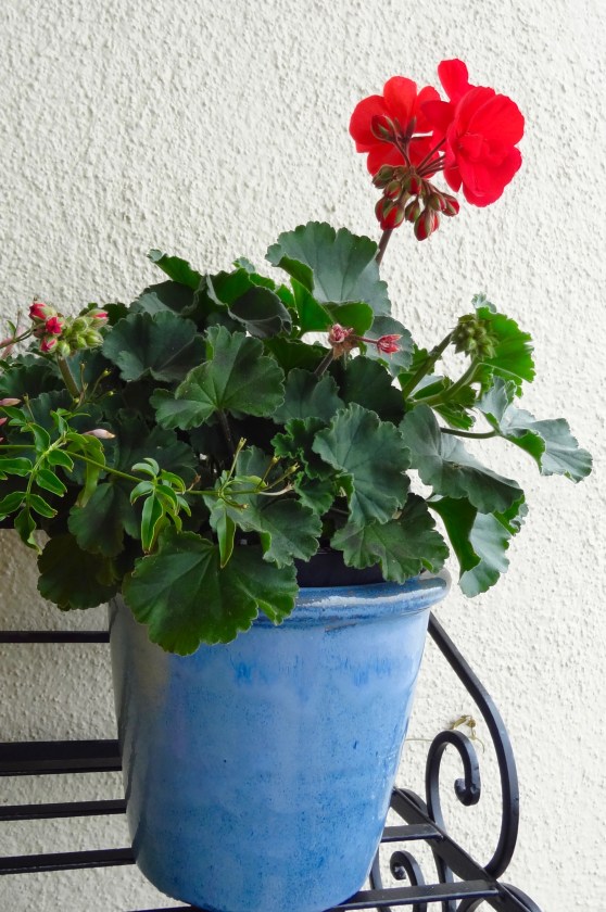 My Lovely Geraniums.jpg