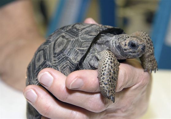 Galapagos Baby Tortioses