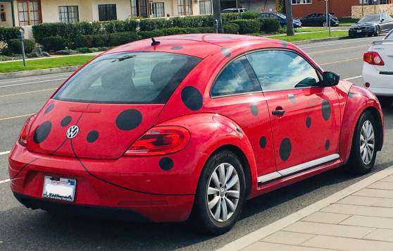 Giant Lady Bug