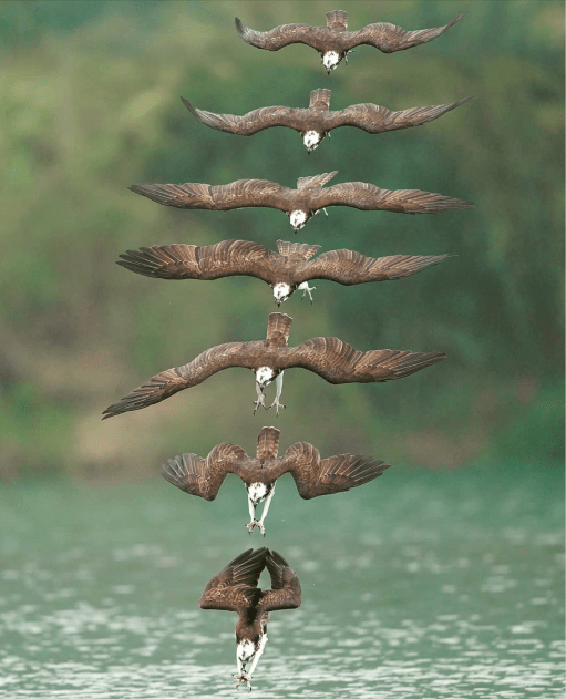 Stunning Chronophotos