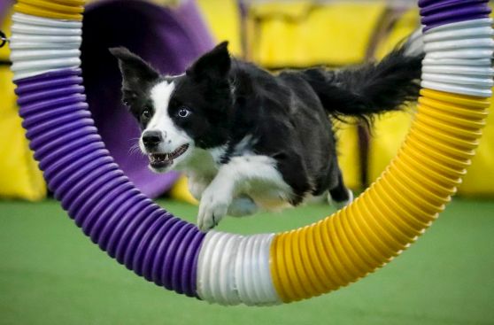 Dog Athletes in Motion
