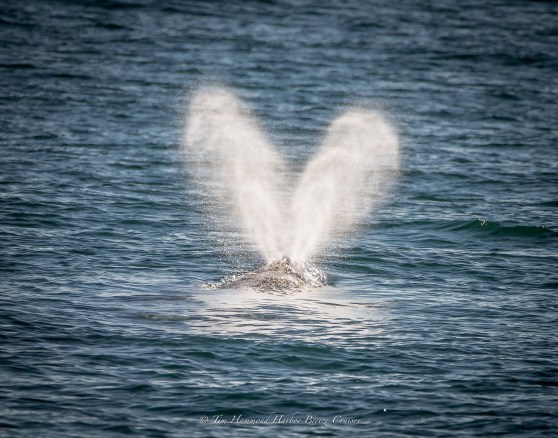 Redondo Beach Gray Whale Valentines Day 2020