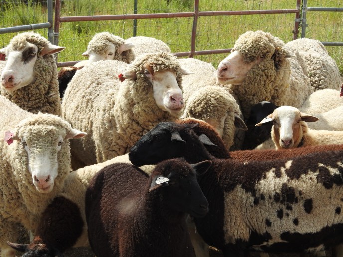 On the Lamb