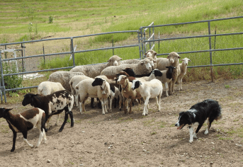 Star with Herd