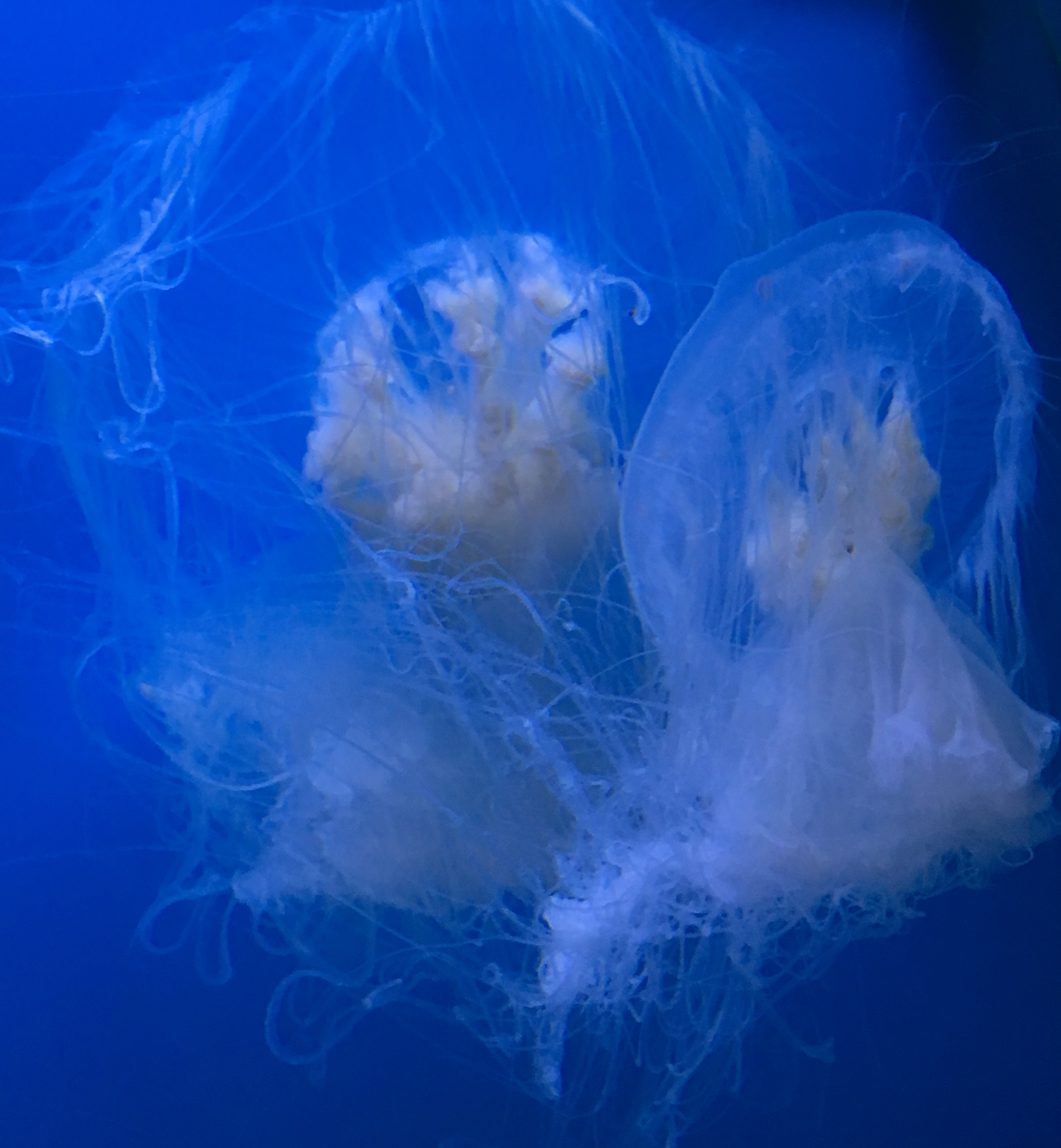 All Living Things