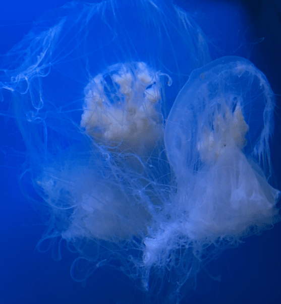All Living Things