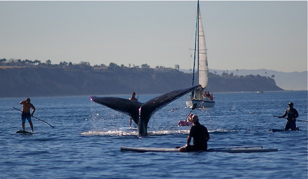 redondo-gray-whales