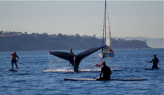 redondo-gray-whales