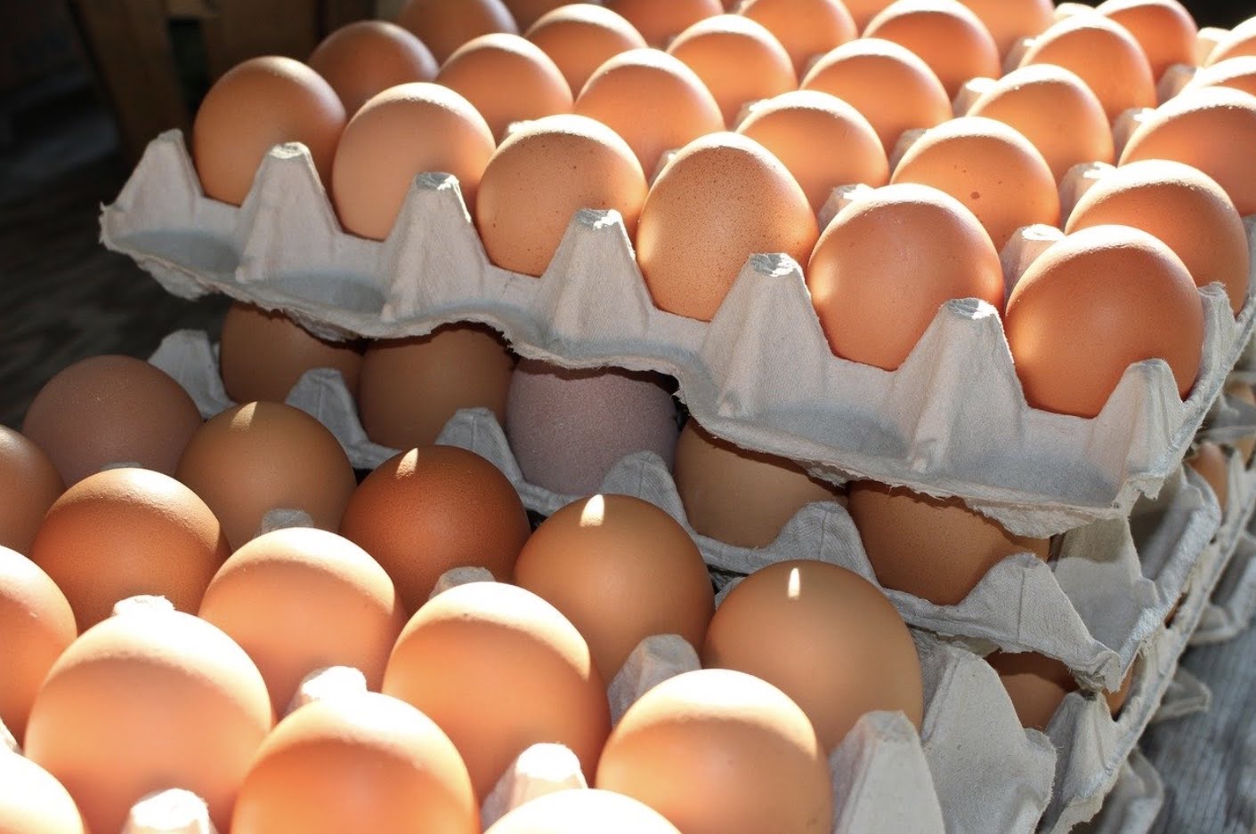 Exceptional Eggs