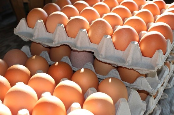 Exceptional Eggs
