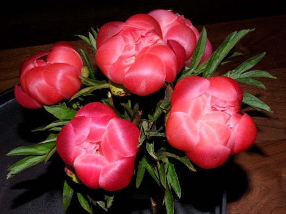 My Peonies