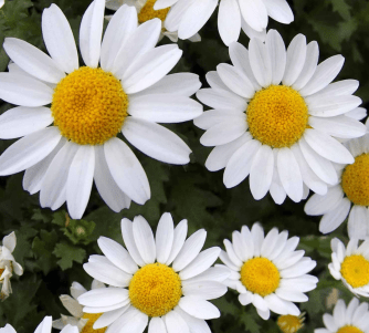 Shasta Daisy
